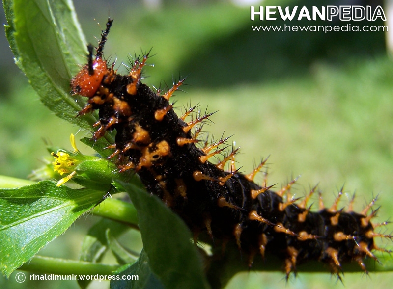 Cara Menghilangkan Gatal Akibat Ulat Bulu Hewanpedia