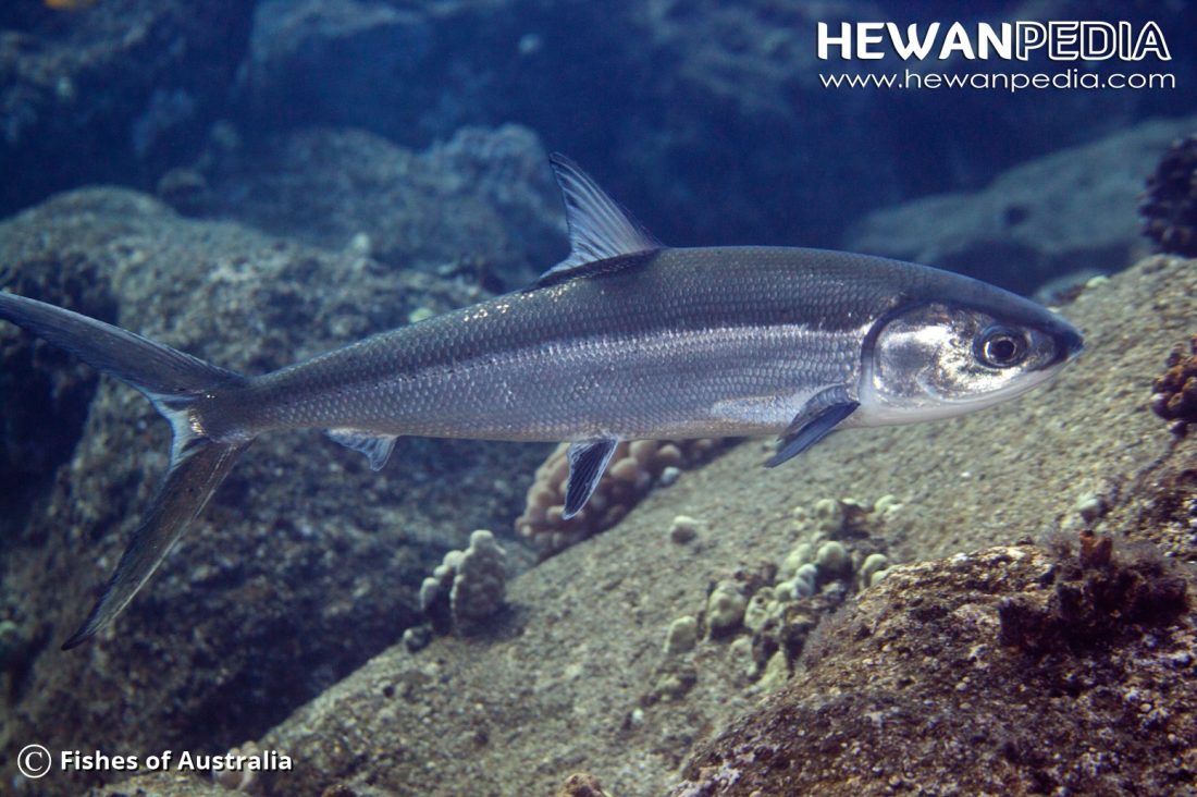 Ikan Bandeng  Hewanpedia