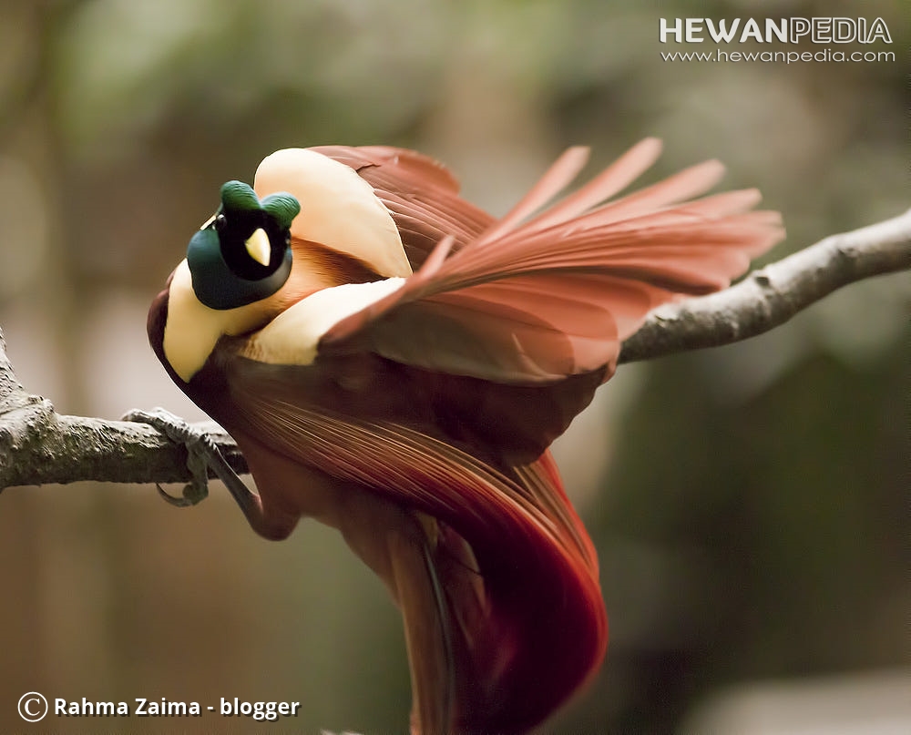 Burung Cendrawasih Merah Paradisaea Rubra Hewanpedia