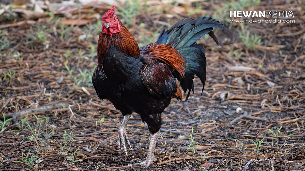 5 Hal Penting Cara Merawat Anak Ayam Bangkok agar Cepat 5 Hal Penting Cara Merawat Anak Ayam Bangkok agar Cepat
