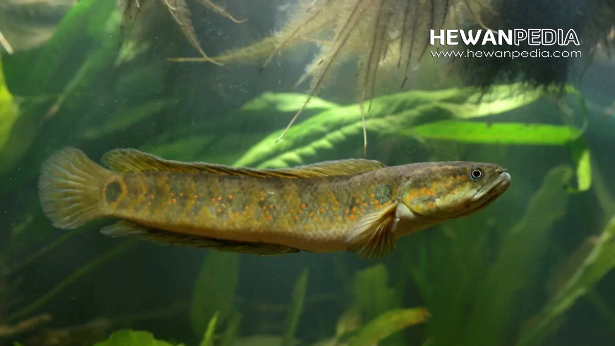 Ikan Channa Bintik Merah